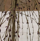 Primitive Burgundy Pip Berry Weeping Willow Tree 7"