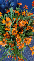 orange mountain daisy bush