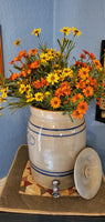 18 in Yellow Mini Mountain Daisy Bush